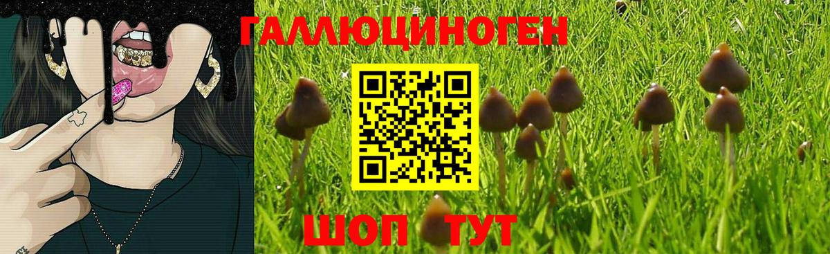 Мытищи  Галлюциногенные грибы GOLDEN TEACHER  Вход с VPN  Галлюциногенные грибы GOLDEN TEACHER 